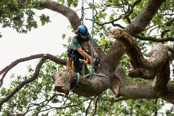 Reliable Lake Ozark, MO Tree Care Solutions