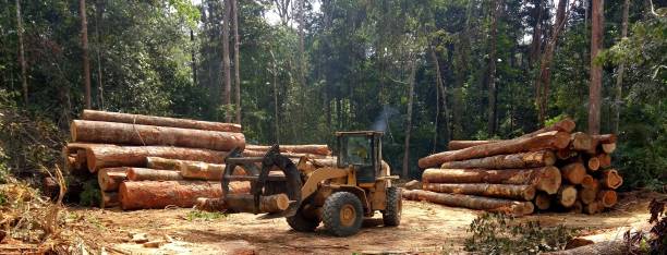 Best Arborist Consultation Services  in Lake Ozark, MO