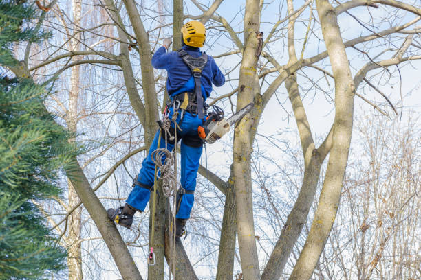 How Our Tree Care Process Works  in  Lake Ozark, MO