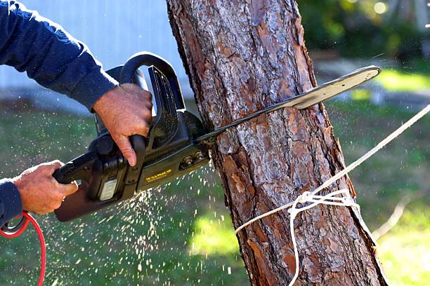 Best Stump Grinding and Removal  in Lake Ozark, MO