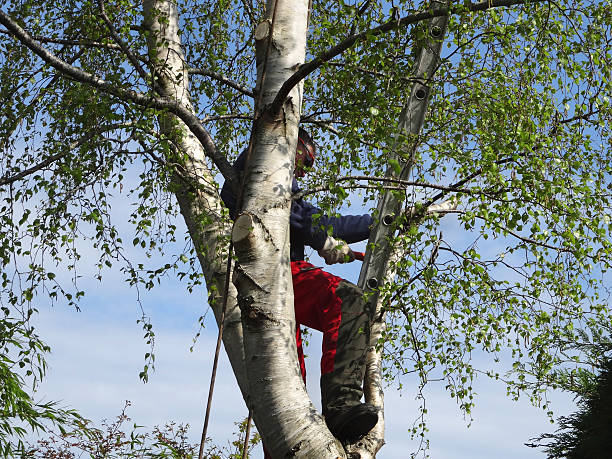Best Leaf Removal  in Lake Ozark, MO