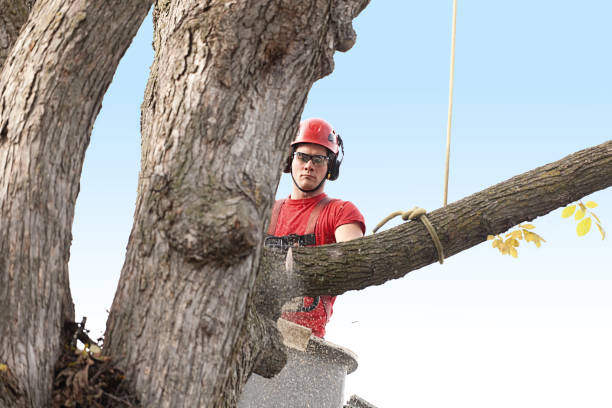 Best Tree Disease Treatment  in Lake Ozark, MO